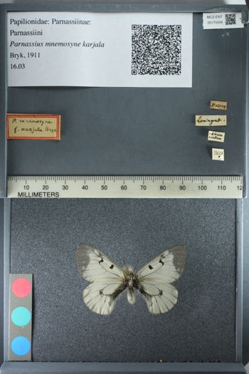 Media type: image;   Entomology 175506